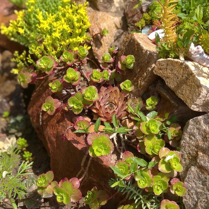 СУКУЛЕНТИ ВУЛИЧНІ. Очиток, седум, молодило