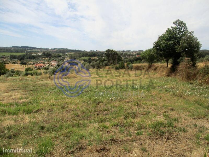 Terreno agrícola com 4.280 m2 a 5 minutos da Aldeia de Dornes, centro