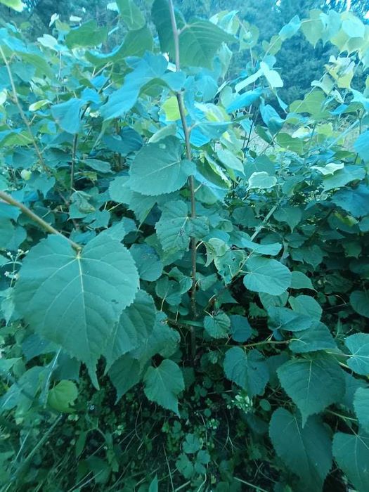 Lipa drobnolistna 55 cm - 70 cm