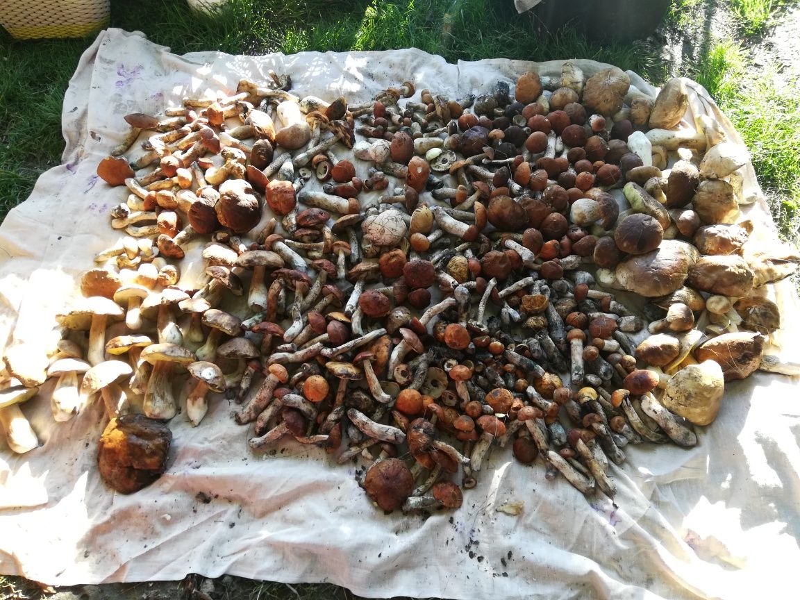 Сушені гриби за давньою технологією Поліського краю. Пишіть у пп