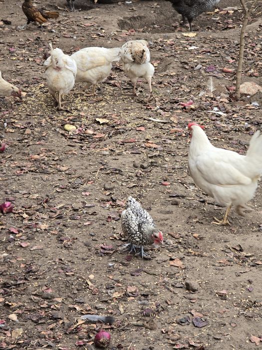 Sprzedam kogutki sebrytki srebrne