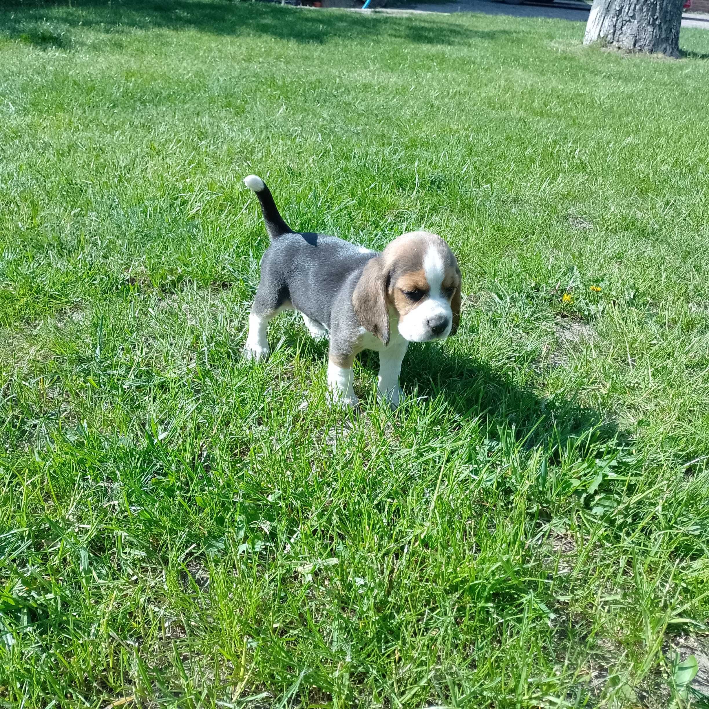 Sprzedam szczeniaczka rasy Beagle tricolor