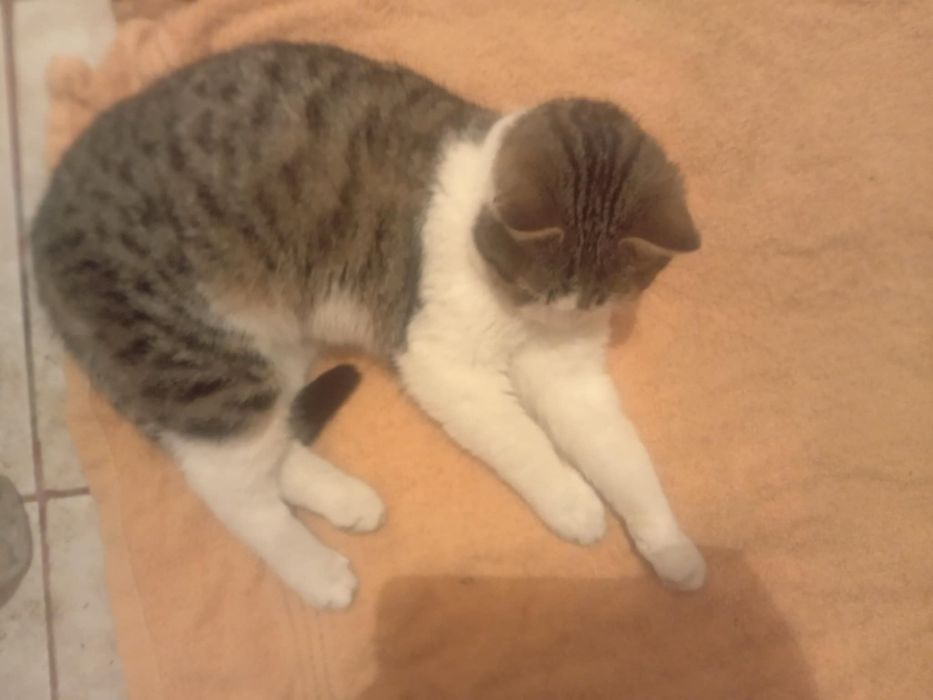 Oddam kocurka 4 miesiecznego