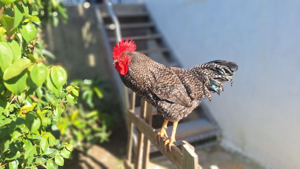 galos pedrês lindos