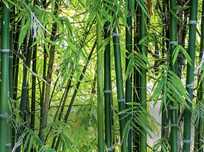 Venda de Canas de Bambu ( vários tamanhos )