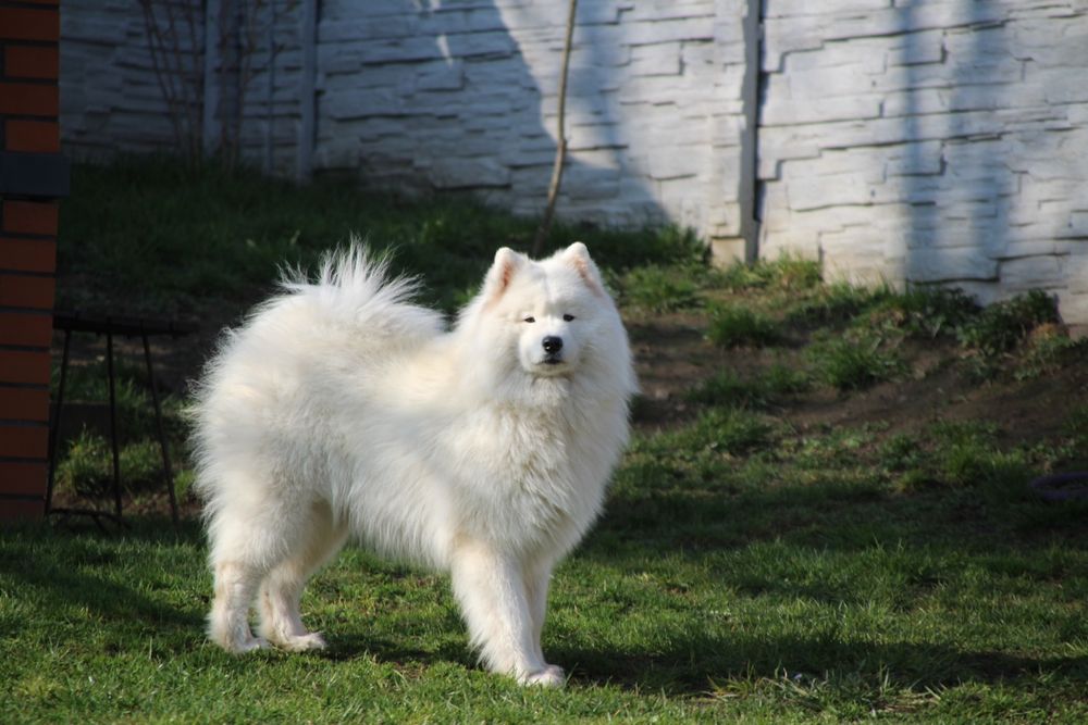 Samoyed FCI listopad/grudzień