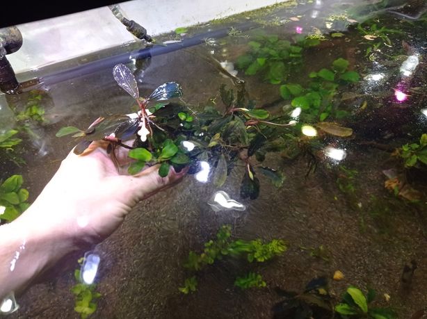 Bucephalandra, anubias, lawa wulkaniczna