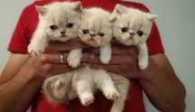 Котята экзоты, экзотическая короткошёрстная
