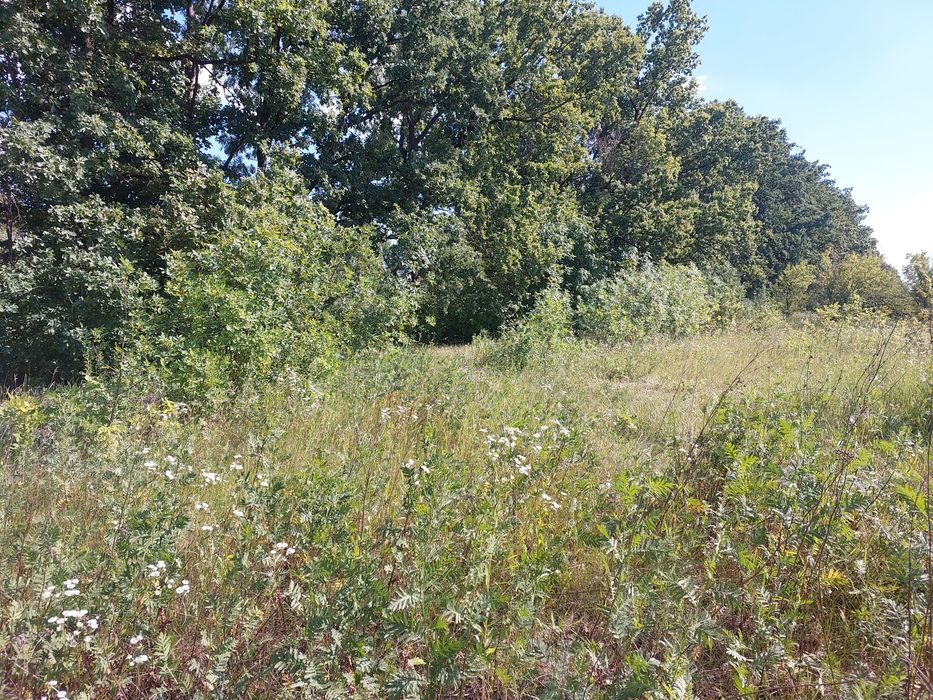 Продам земельный участок в Солоницевке (Берминводы)