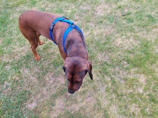 szelki guard sunka basic dla psa l-xl