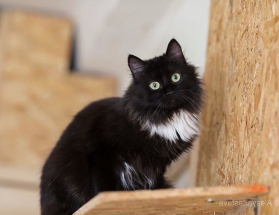 Очень грациозная Мальта, кошка малышка 8 мес