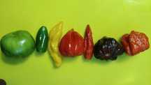nasiona chili HOLANDIA najpopularniejsze odmiany