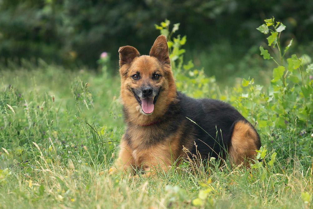 Віддам в добрі руки славного собаку Саймона.