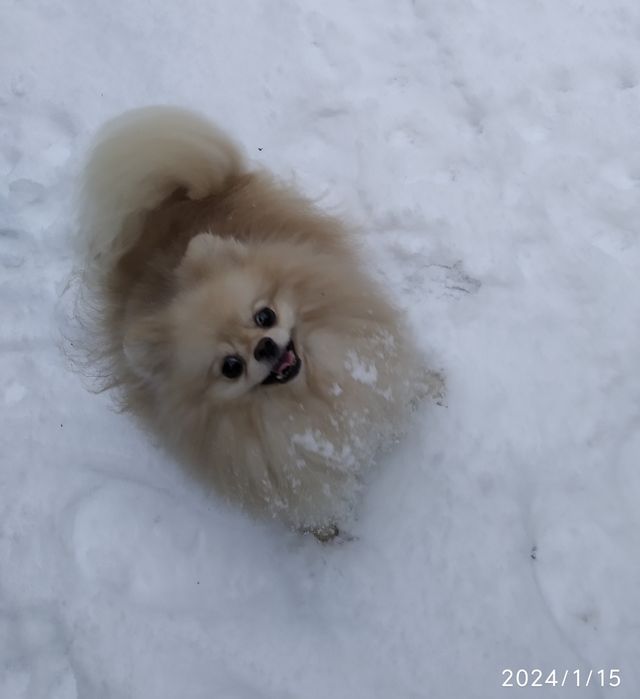 Dior Fashion запрошує на в'язку. Шпіц пом, КСУ, 21 см.