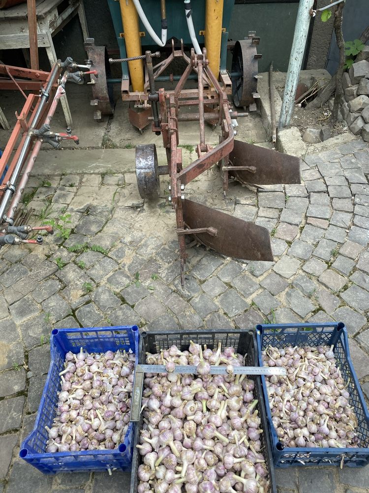 Продам часник Любаша
