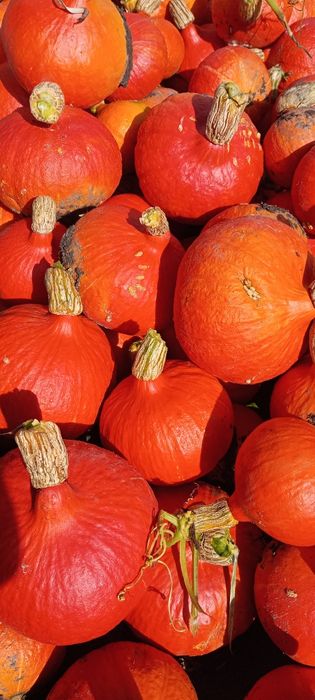 Dynia hokkaido 15 kg ostatni zbiór wyprzedaż