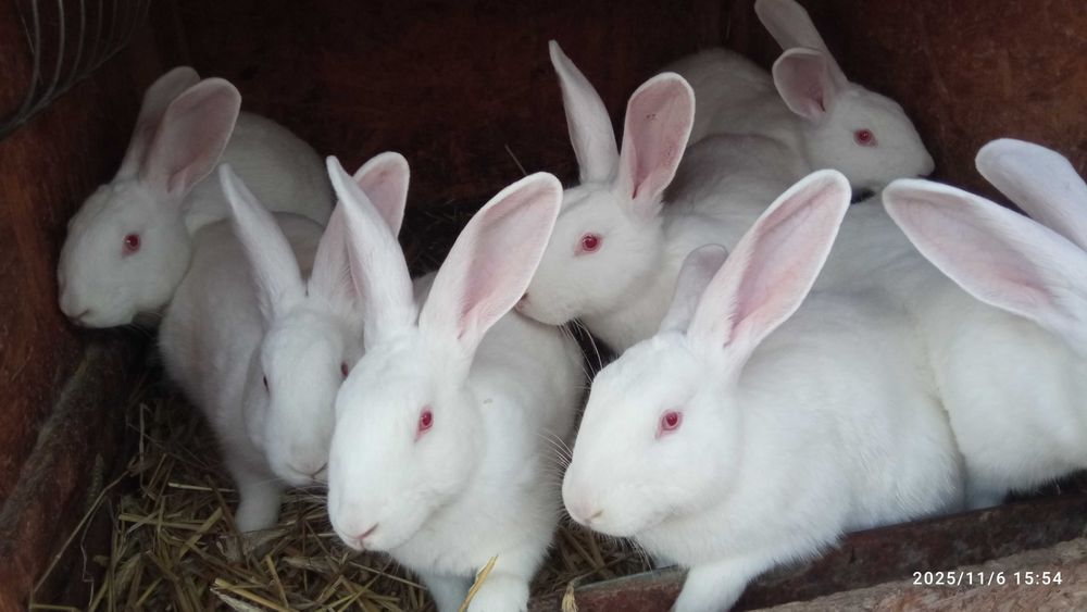 Króliki termondzkie i mieszańce