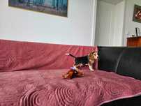 BEAGLE- beagle po championach, FCI/ZKwP, najstarsza org. w Polsce