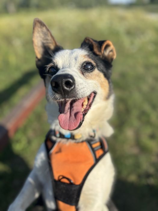 Misio – ma gadane, ma serce, szuka kanapy. Adopcja