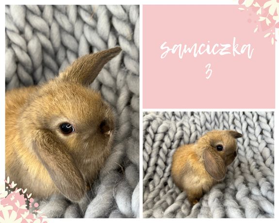 Króliki mini lop * legalna hodowla