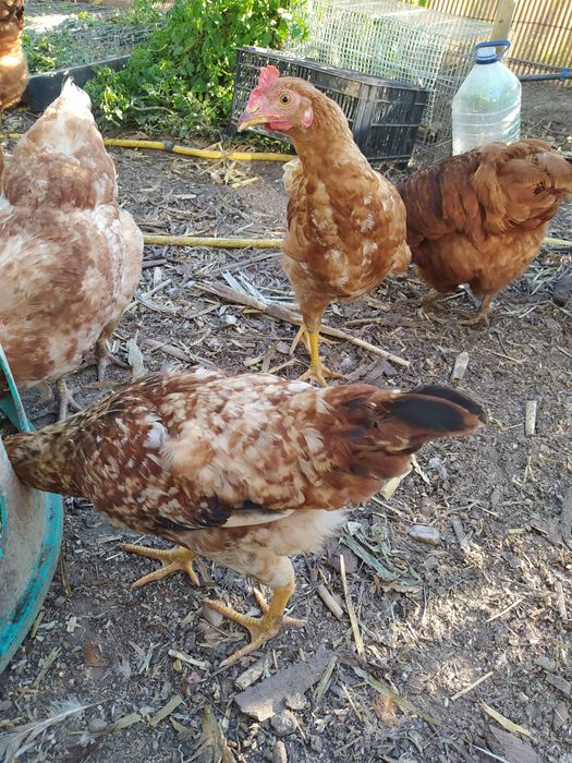 Galos criados no campo