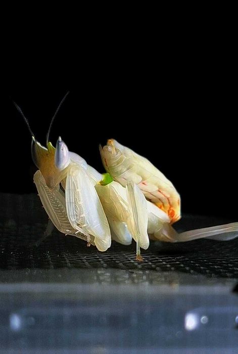 Modliszka Hymenopus coronatus (storczykowa), stadium L2