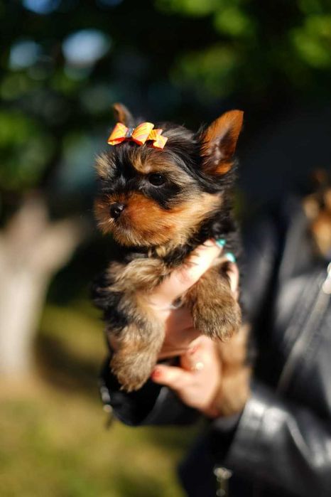 Сонячний йорк, що дарує світло!