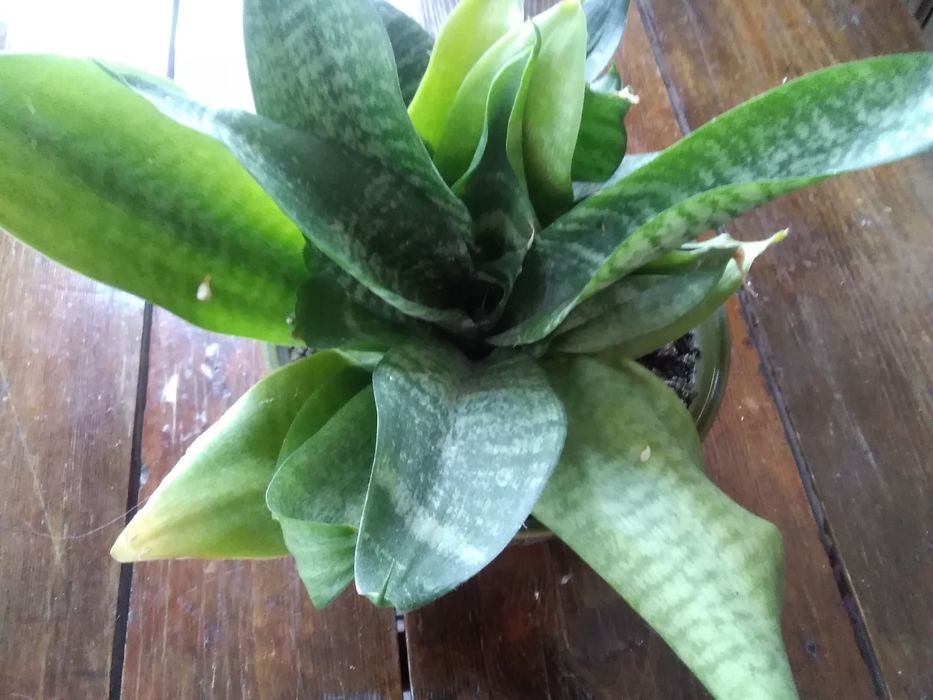 . Алоэ.Хойя.Плектрантус.