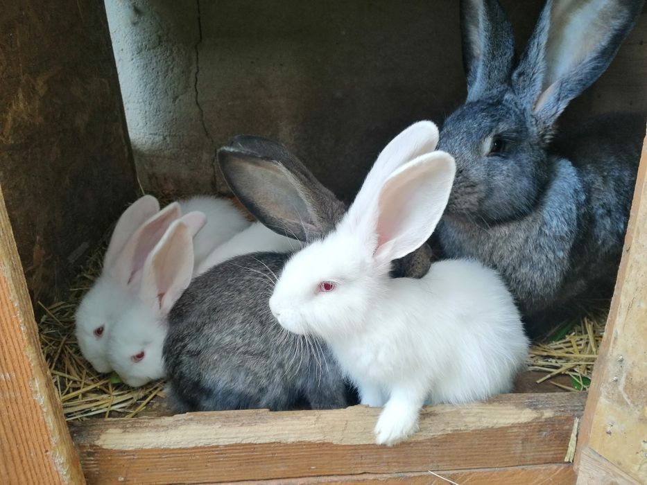 Sprzedam króliki