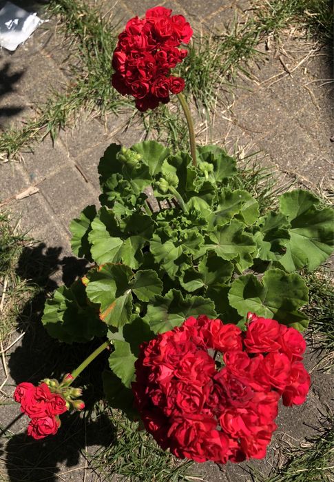 Пеларгония ИВ -Ухарь Купец сортовые