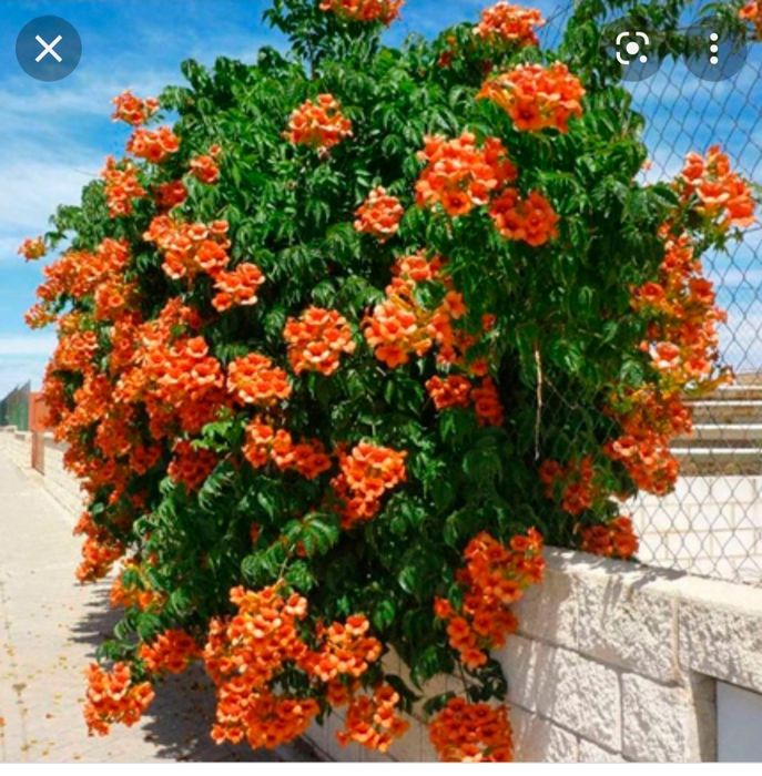 Кампсис продам кущі