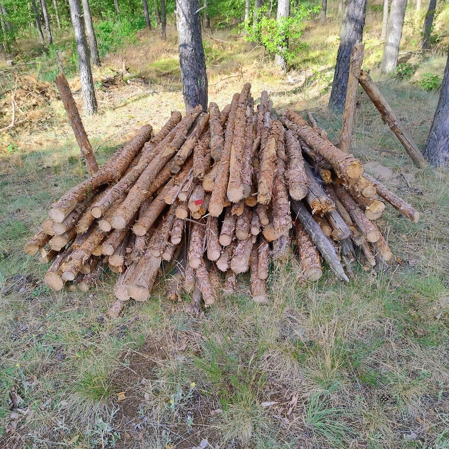 Sprzedam drzewo 8 metrow