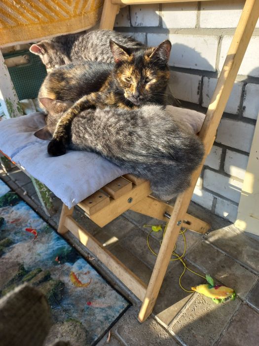 Кошенята в добрі руки.