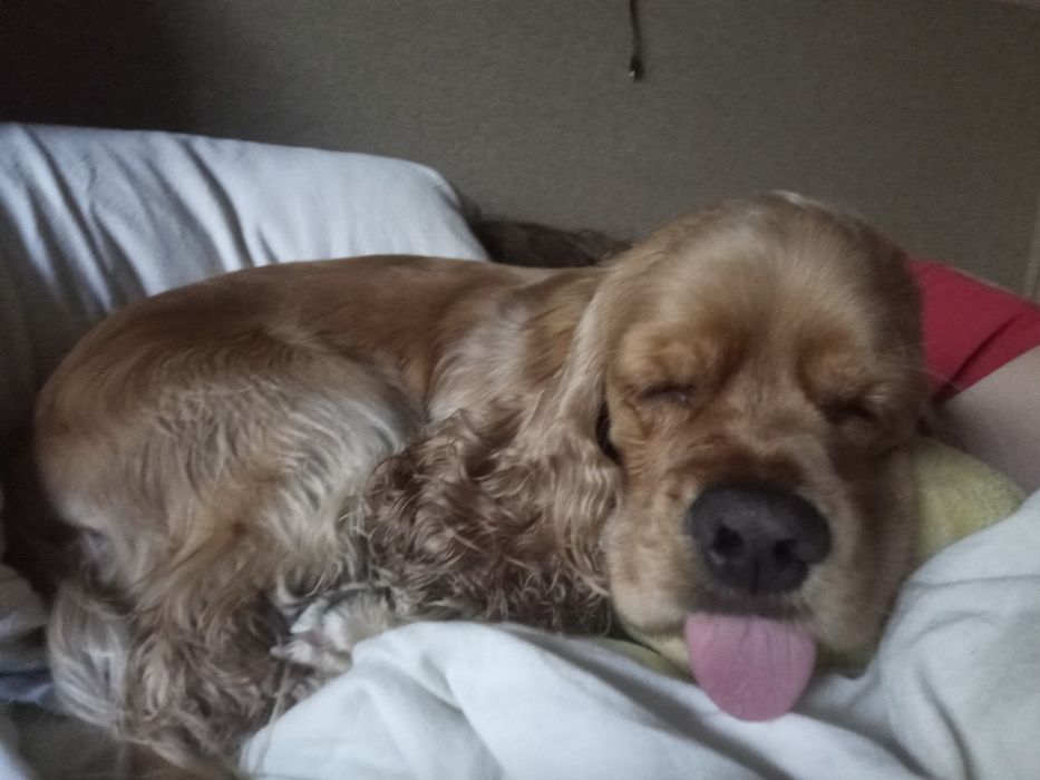 Продам Американского кокер спаниеля