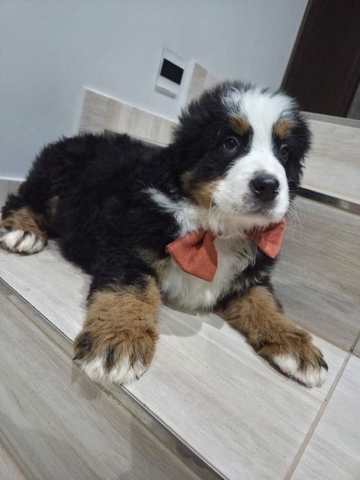 Berneński pies pasterski