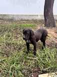 Cane corso disponivel