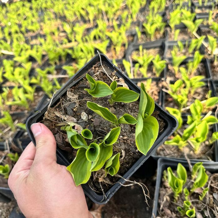 Funkia Hosta 'Golden Tiara' W DONICZCE 2.0L Jasne liście