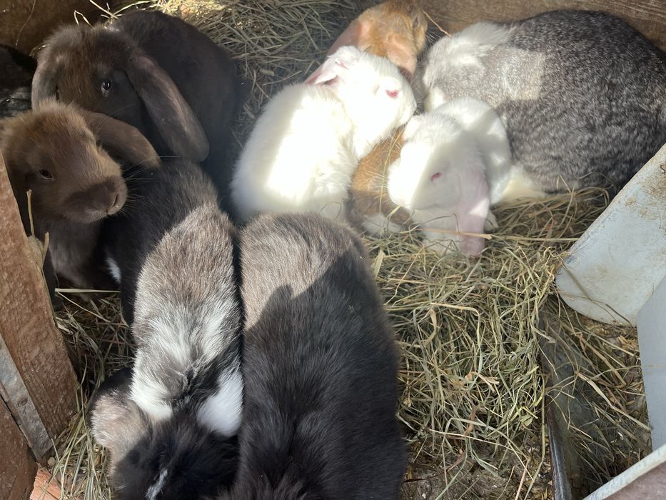 Kroliki barany francuskie