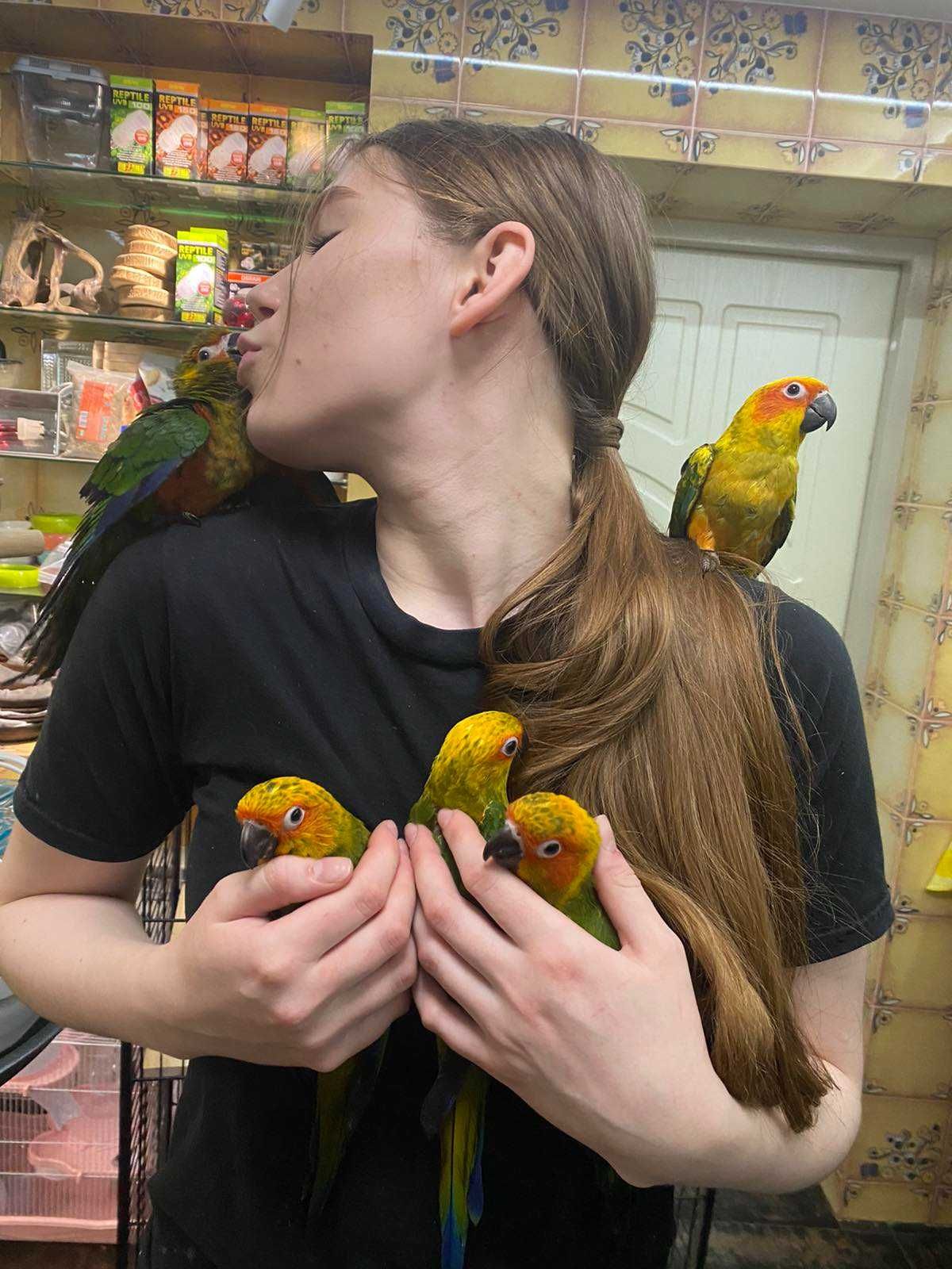 Говорящий попугай Аратинга, солнечные и яндашки, ручные птенцы