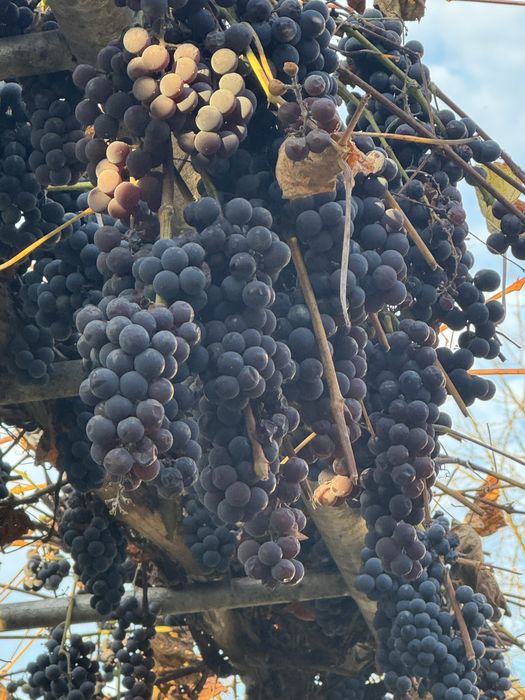 Виноград - віддам безкоштовно