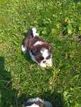 Shih-Tzu Rodowód