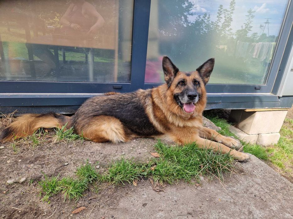 Hera, starsza owczarka czeka na dom