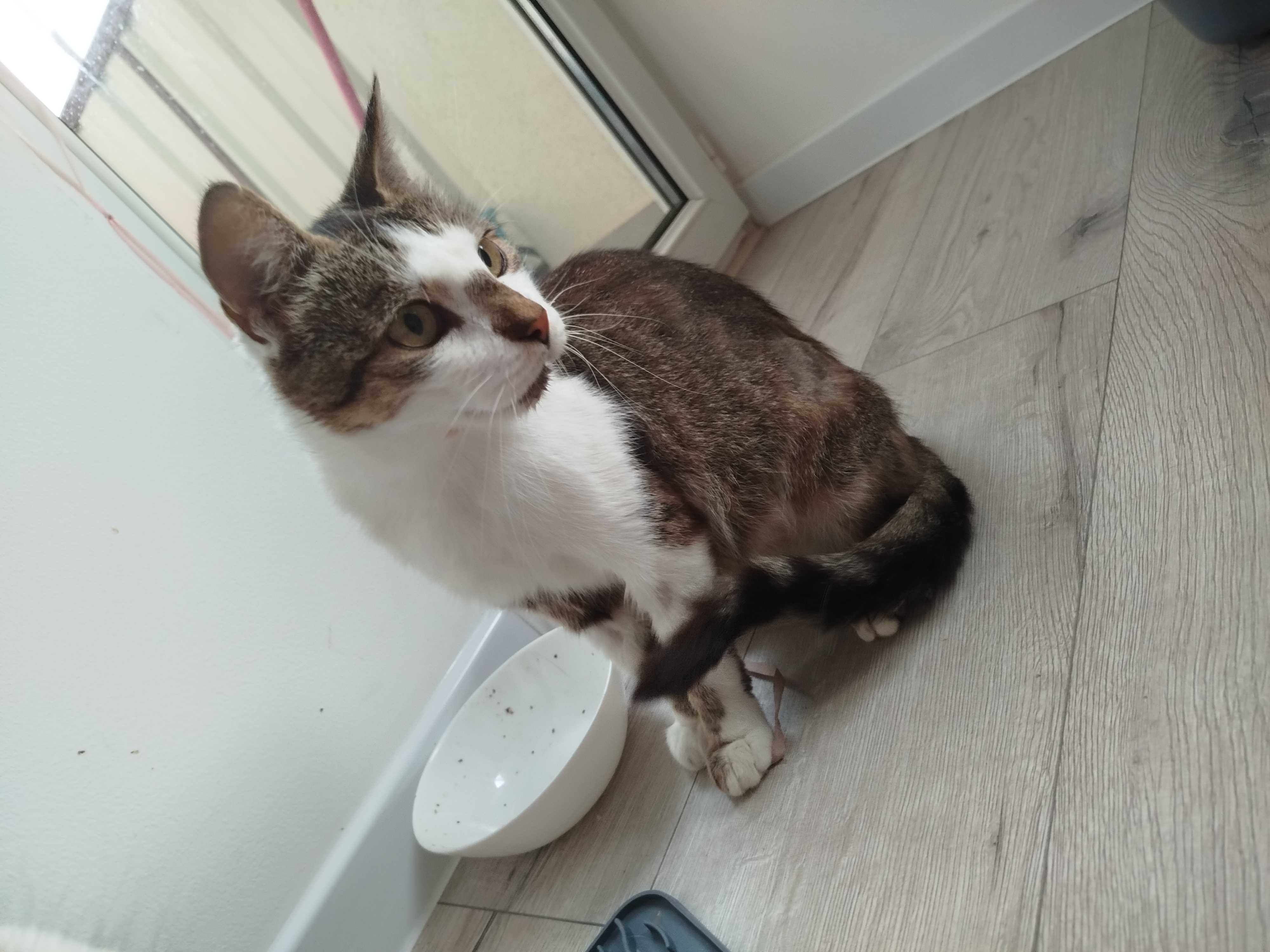 Kotka do adopcji