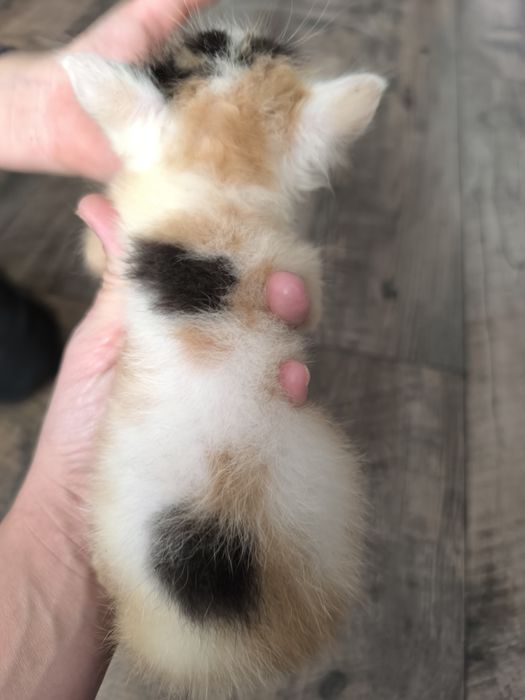 Oddam kotki w dobre ręce