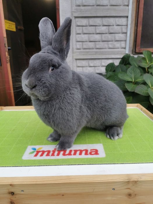 Króliki Wiedeńskie Niebieskie RODOWÓD