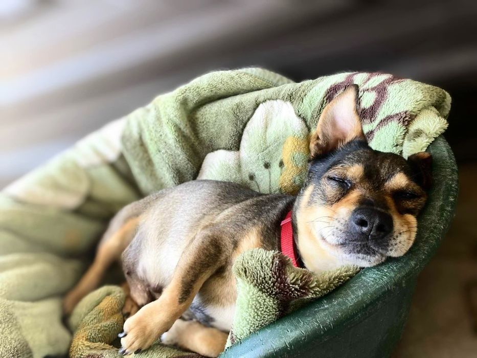 Mała kluseczka Dastuś szuka domu