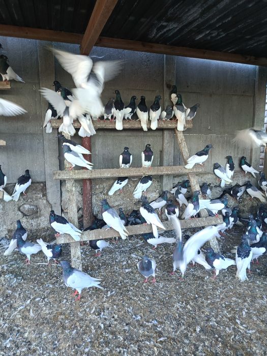 Lot Murzynow Warszawskich