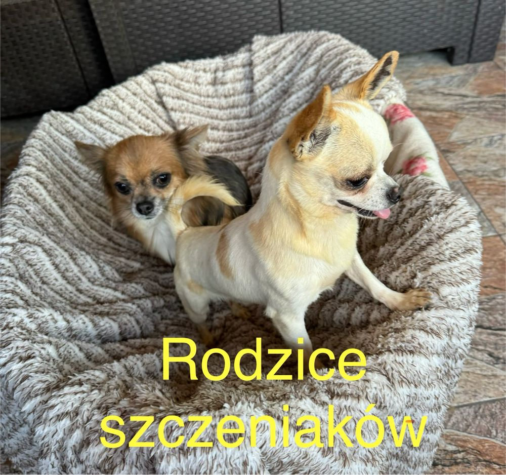 Chihuahua piesek