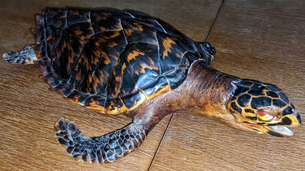 Чучело морской черепахи Логгерхед