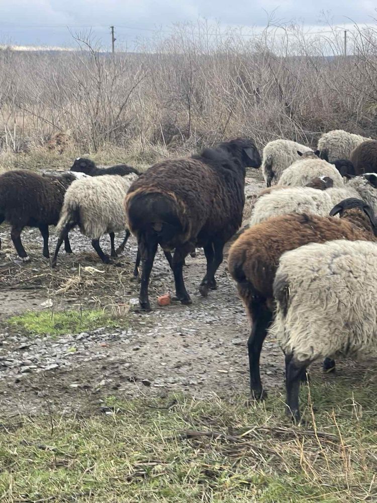 Барани, вівці